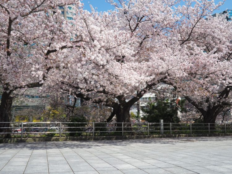 舞鶴公園桜